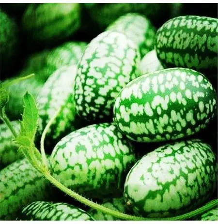 🍉Rare Organic Thumb Watermelon Seeds