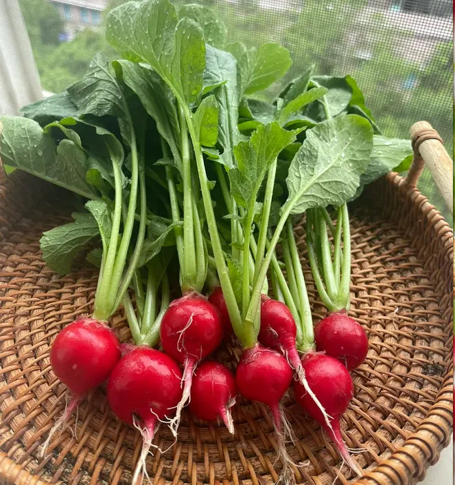 Cherry Fruit Radish Seeds