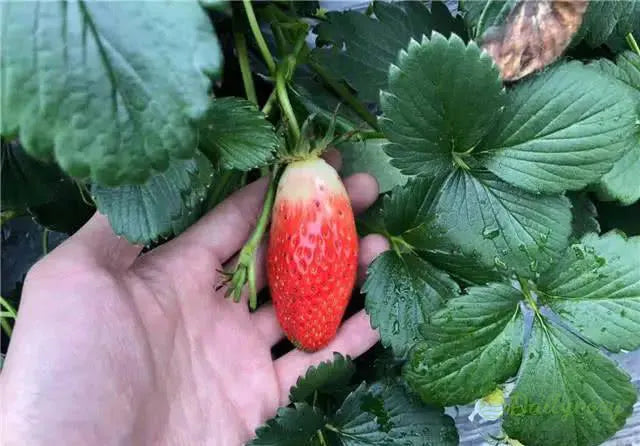 🍓Chili Strawberry Seeds – Easy Growing. Sweet Harvests