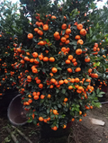 🍊Red Tangerine Seeds-Sweet. Juicy. Abundant Harvests