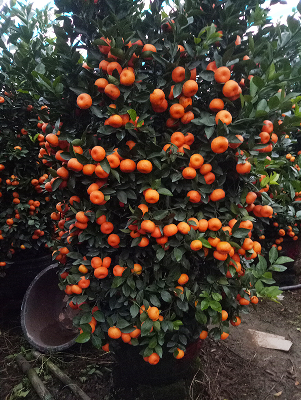 🍊Red Tangerine Seeds-Sweet. Juicy. Abundant Harvests