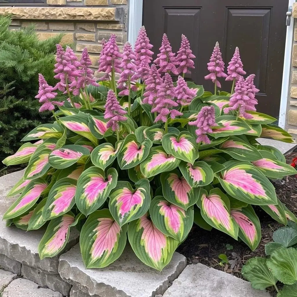 🌿 Rare Hosta Seeds — Premium. Shade-Loving Perennials with Lush Foliage🌈