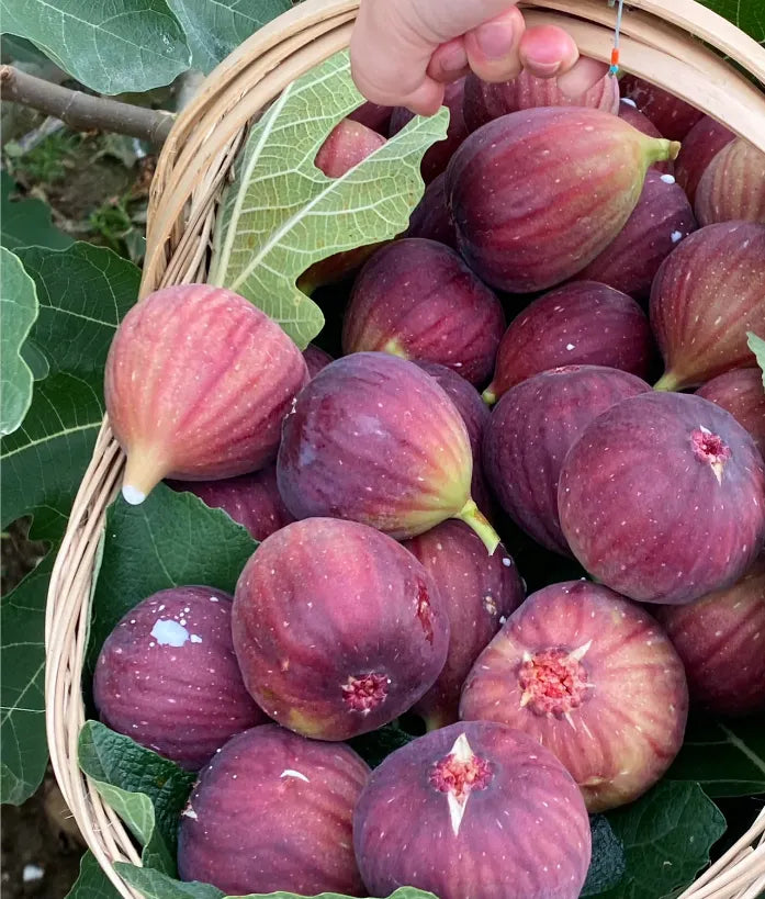 Fig Tree Seeds (Ficus carica). Sweet Fruit Shrub