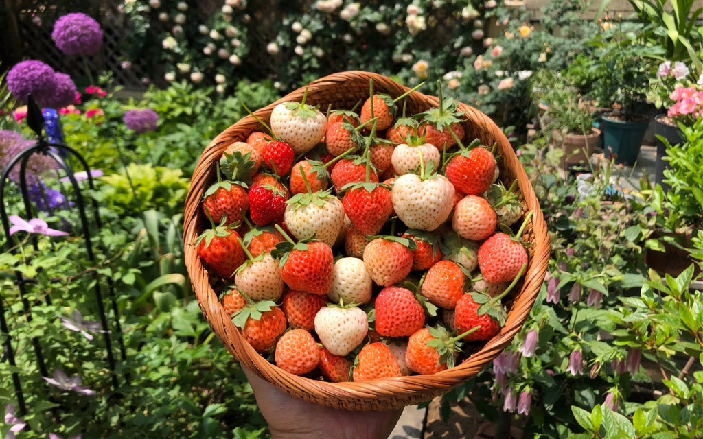 🍓 Peach-Smoked Strawberry Seeds