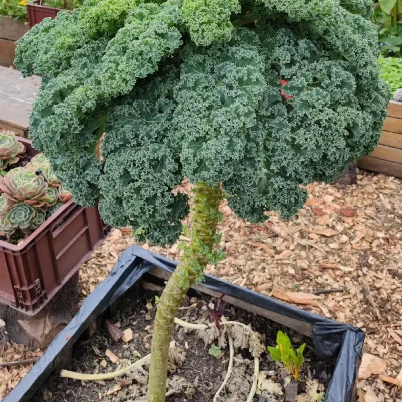 Kale Seeds