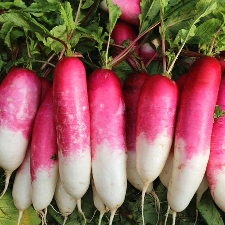 Thumb Fruit Radish Seeds