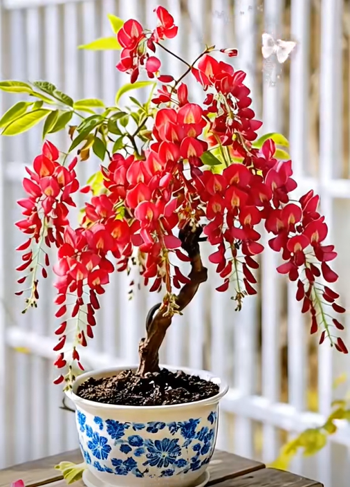 🇺🇸 Celebrate America's 250th with Red. White & Blue Wisteria Seeds 🌸