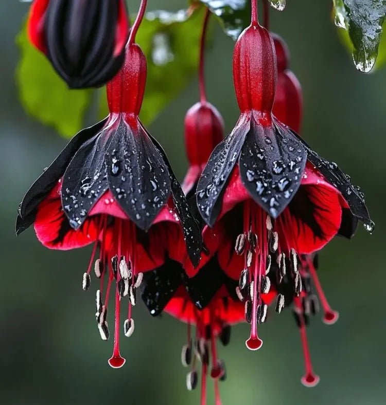 Fuchsia Seeds - Lantern flower