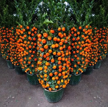 🍊Red Tangerine Seeds-Sweet. Juicy. Abundant Harvests