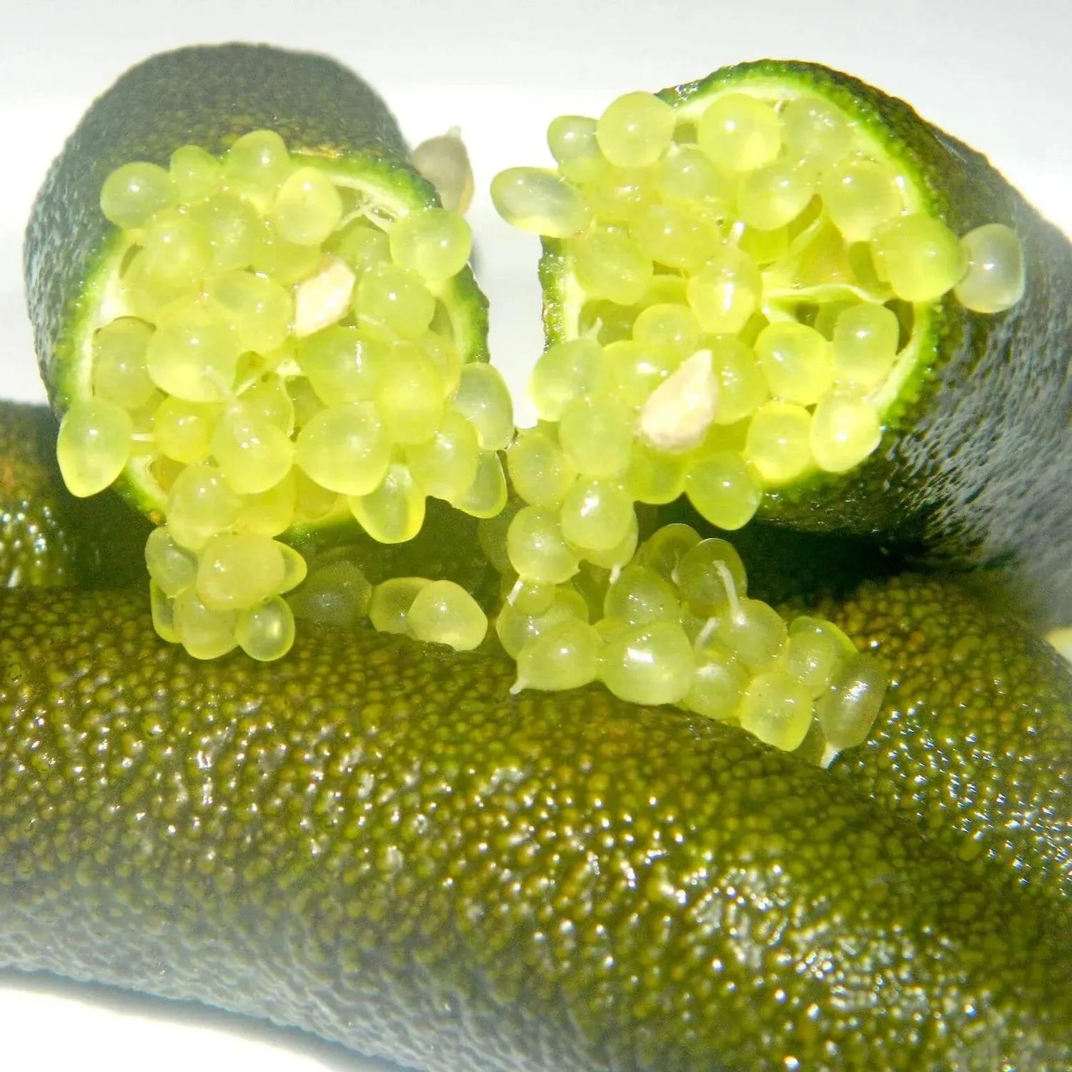 Finger Lime Seeds-Citrus Australasica