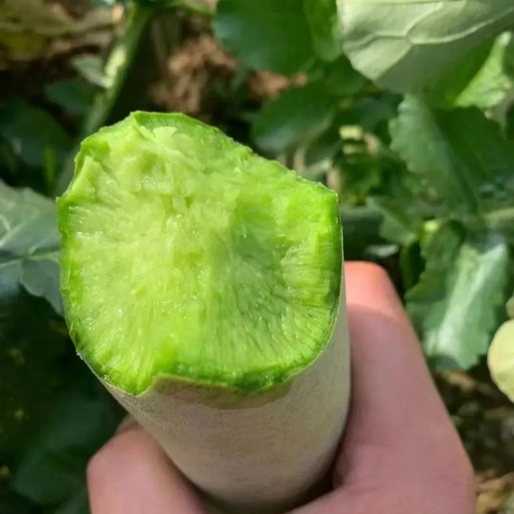 ShaWo Fruit Radish Seeds