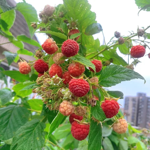 🍓Everbearing Raspberry Organic Natural Seeds