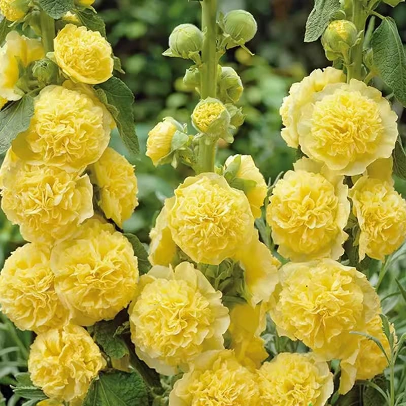 🏆 50K+ SOLD!🌺Double Hollyhock Seeds – Fall & Winter Planting. Perennial Blooms & Stunning Garden Elegance 🍂