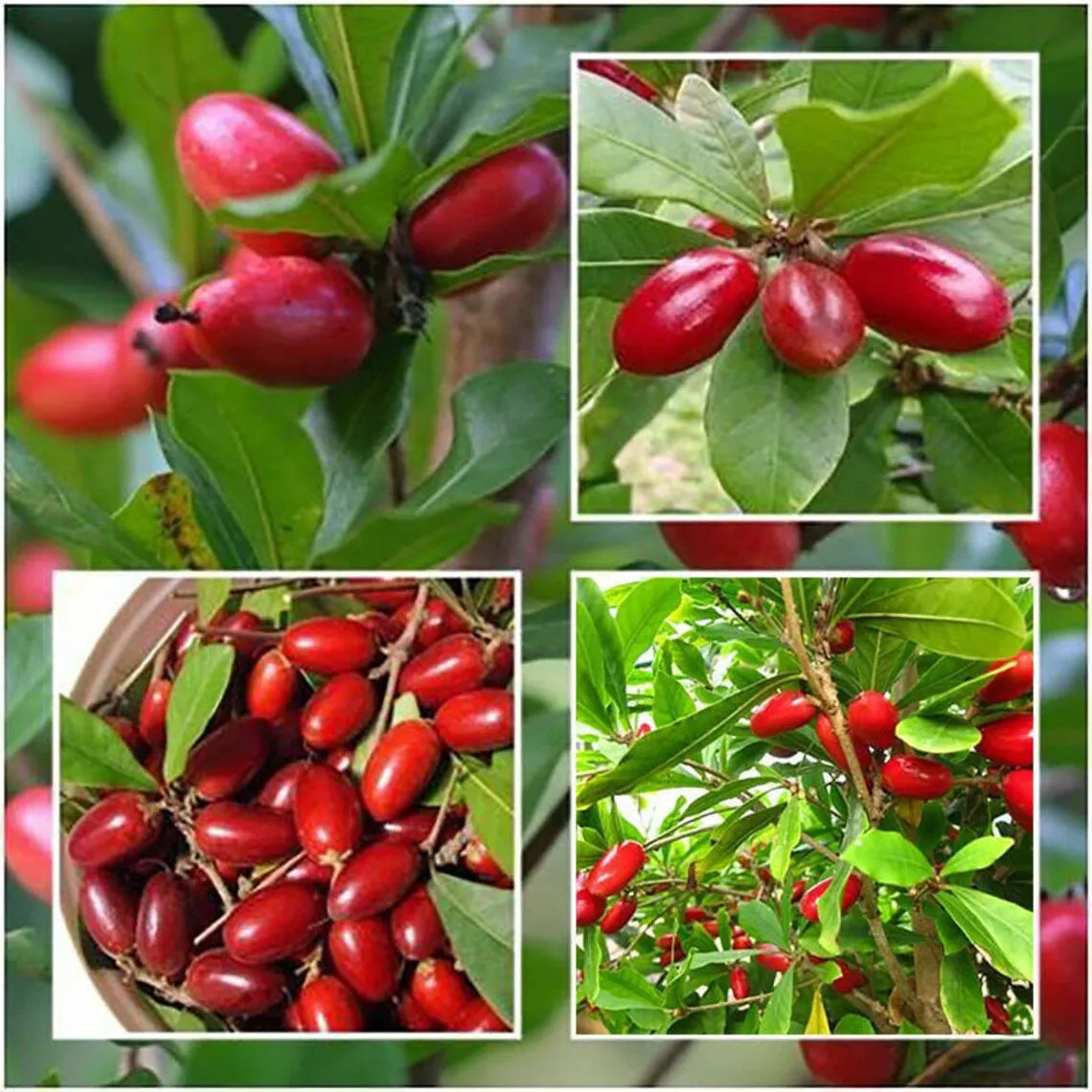 RARE Miracle fruit seeds. Miracle berry