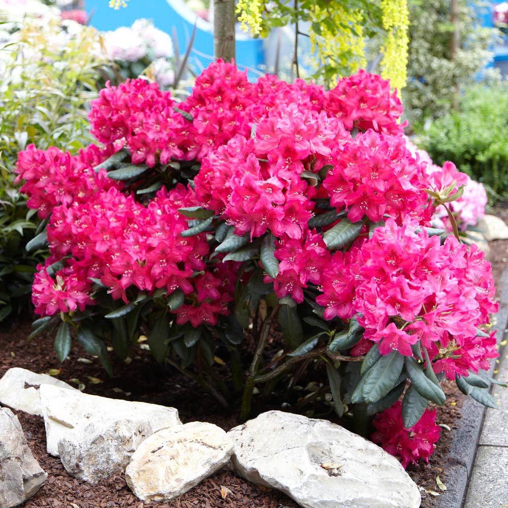 Stunning Azaleas – Red. Pink. White & Dreamy Mixed Colors | Four-Season Garden Delight