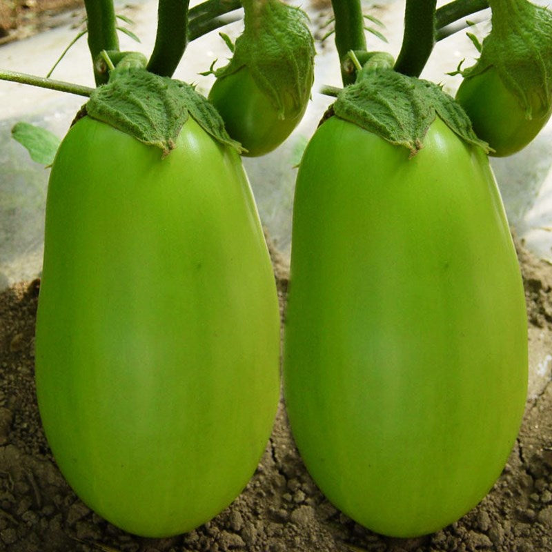 Green Can Eggplant Seeds