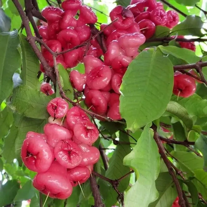 Wax-apple Fruit Seeds🍹