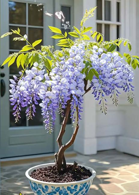 🇺🇸 Celebrate America's 250th with Red. White & Blue Wisteria Seeds 🌸