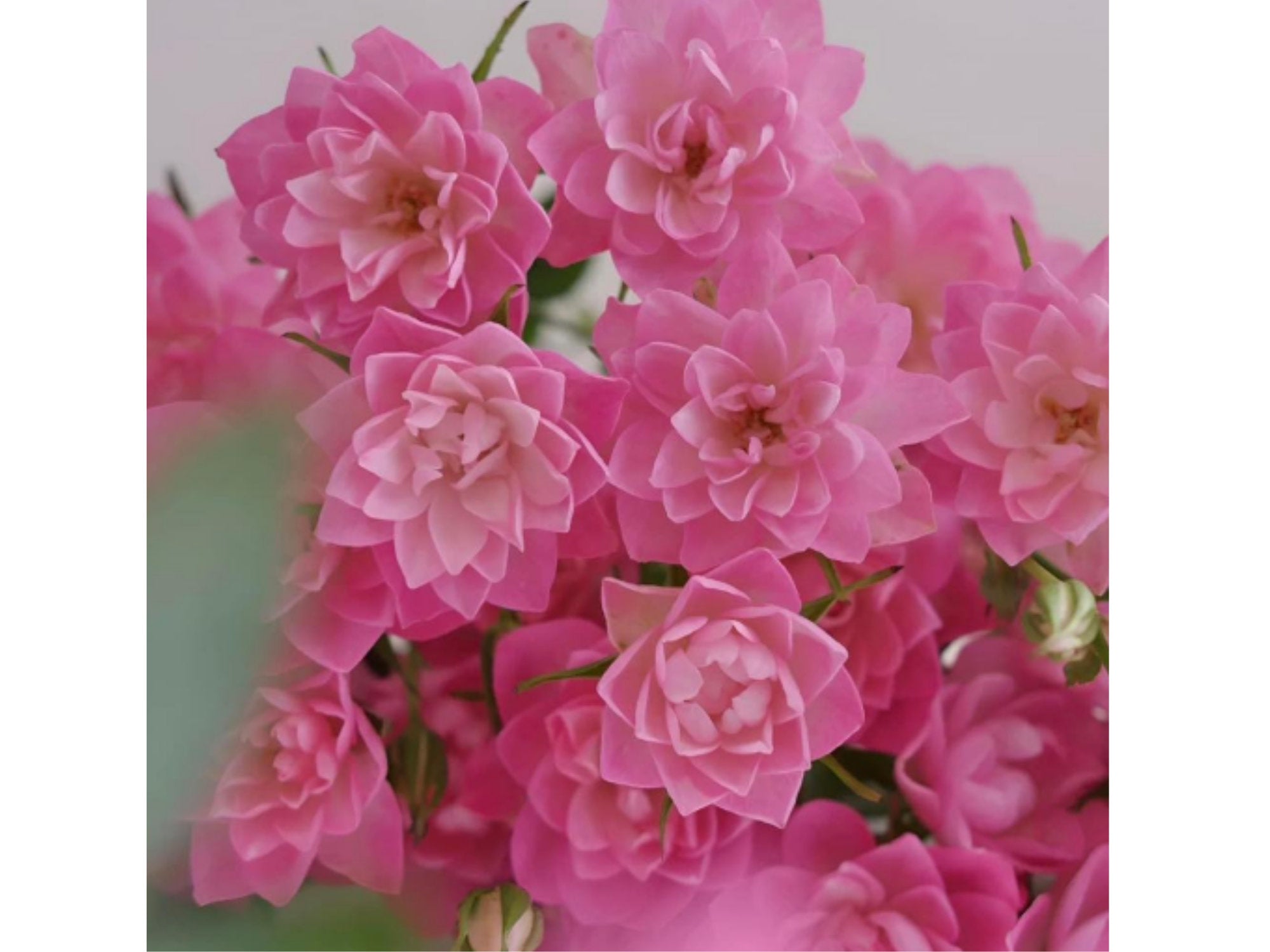 🌸Lotus Star Rose Seeds: Blooming All Year. Bringing Continuous Good Fortune🌸