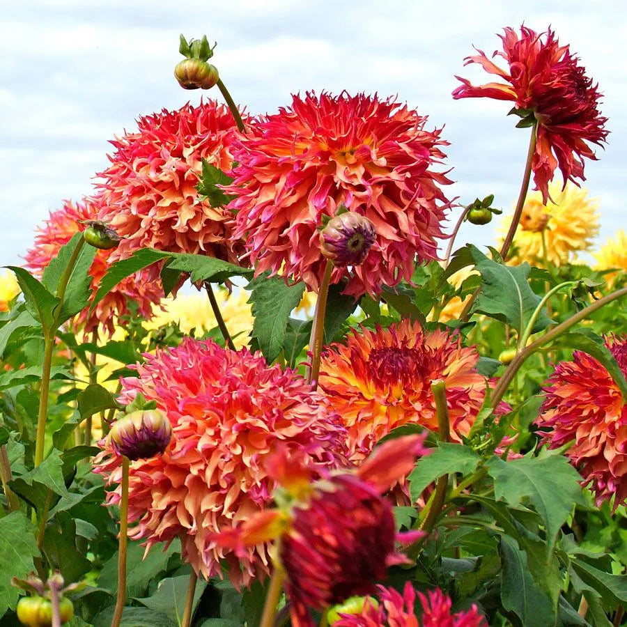 🌸Dinnerplate Dahlia Bulbs – Giant Show-Stopper Blooms