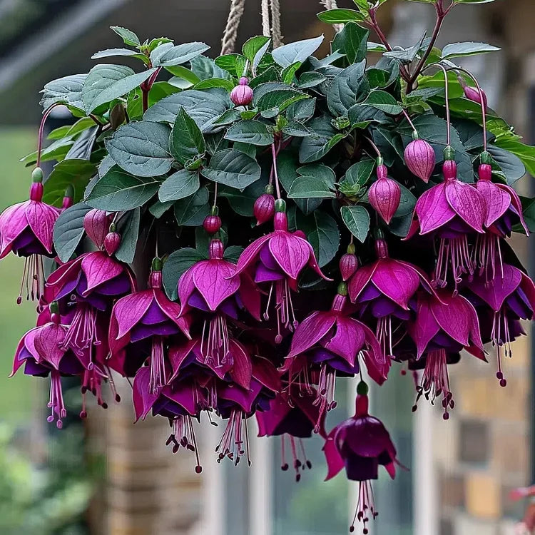 Fuchsia Seeds - Lantern flower