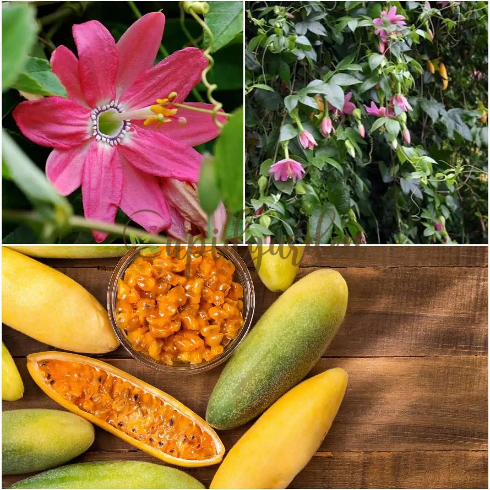 🍌Rare Banana Passion Fruit Seeds