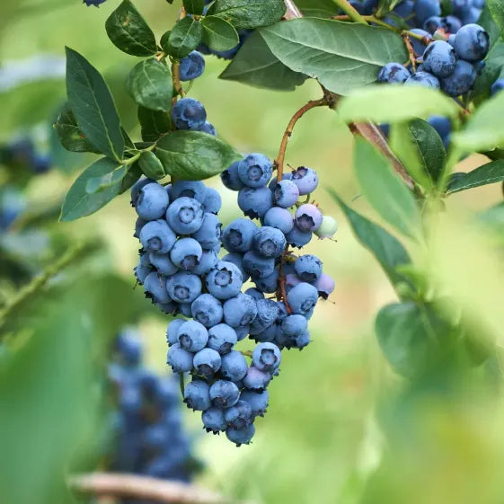 🫐 Sweet Ice Blueberry - Year-Round Harvest - Home Potted Plant - Balcony Backyard