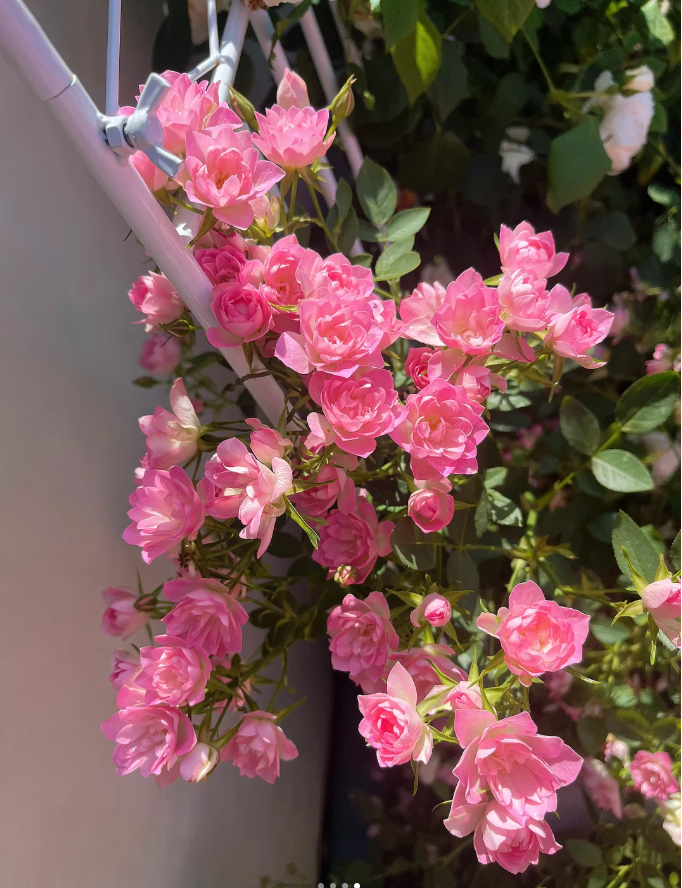 🌸Lotus Star Rose Seeds: Blooming All Year. Bringing Continuous Good Fortune🌸