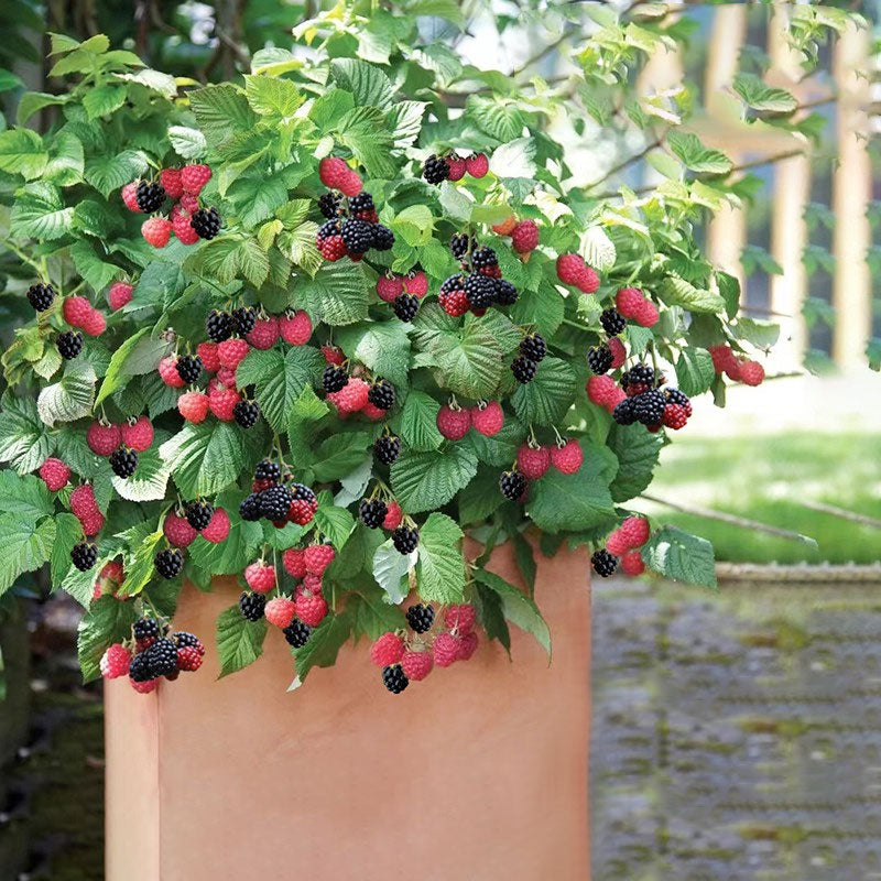 Giant Raspberry Seeds -95% Germination🌱