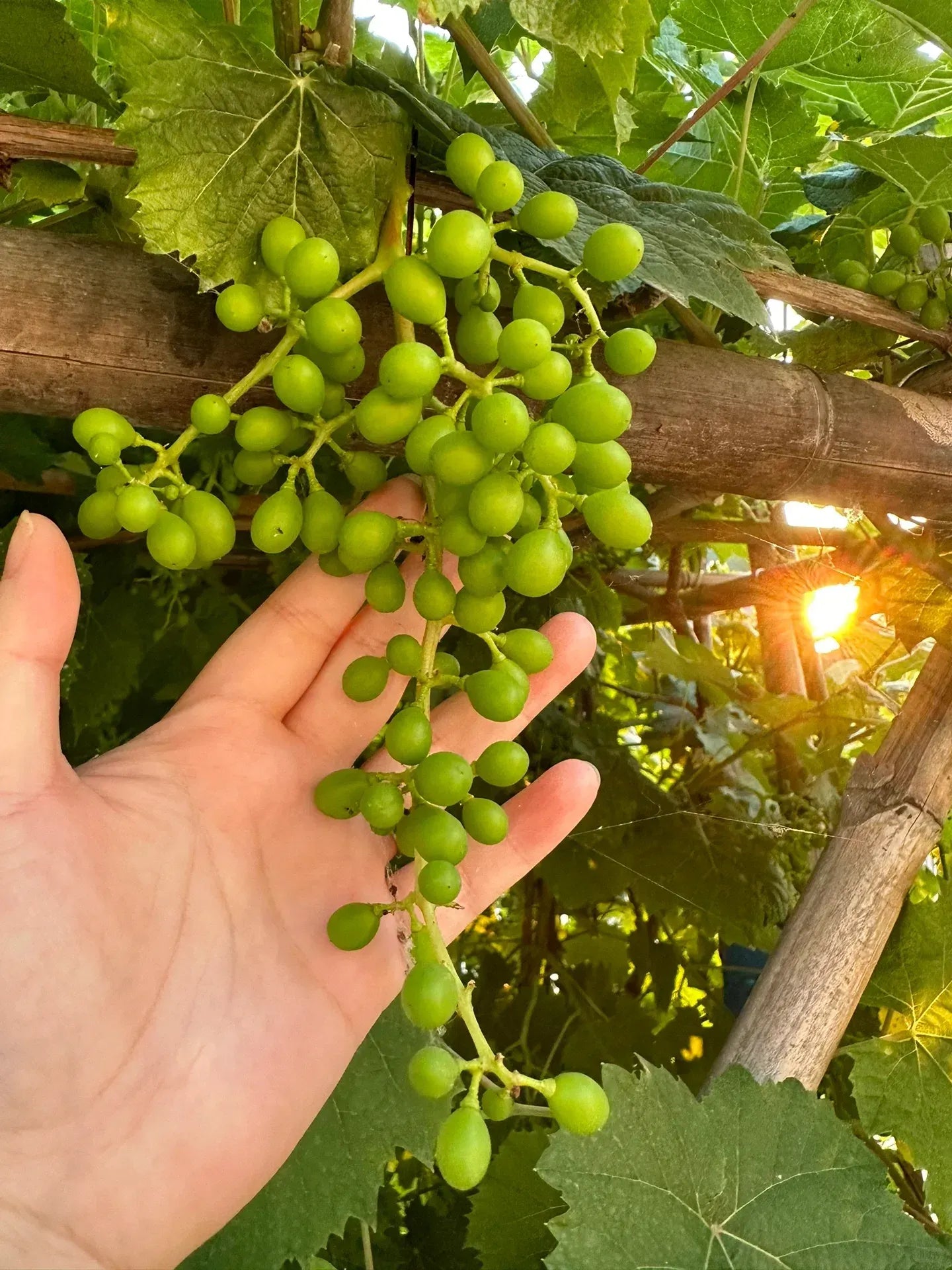 Shine Muscat Tree Seeds-Sunshine Rose Grape(🪴Can be potted)