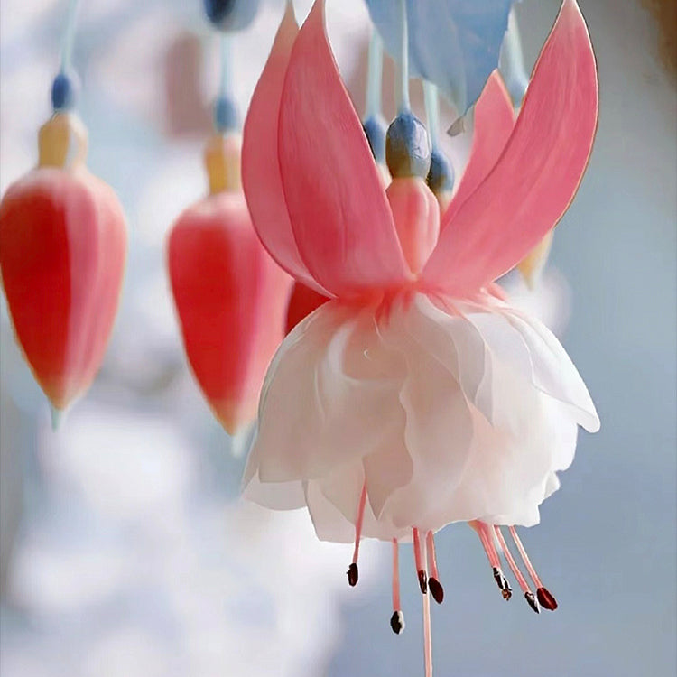 Fuchsia Seeds - Lantern flower