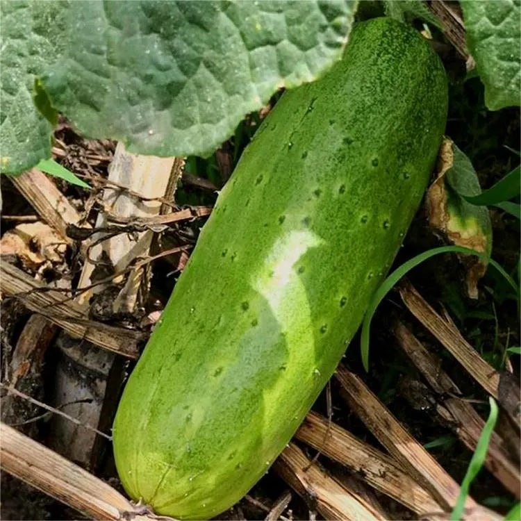 🥒Crawling Fruit Cucumbers Seeds