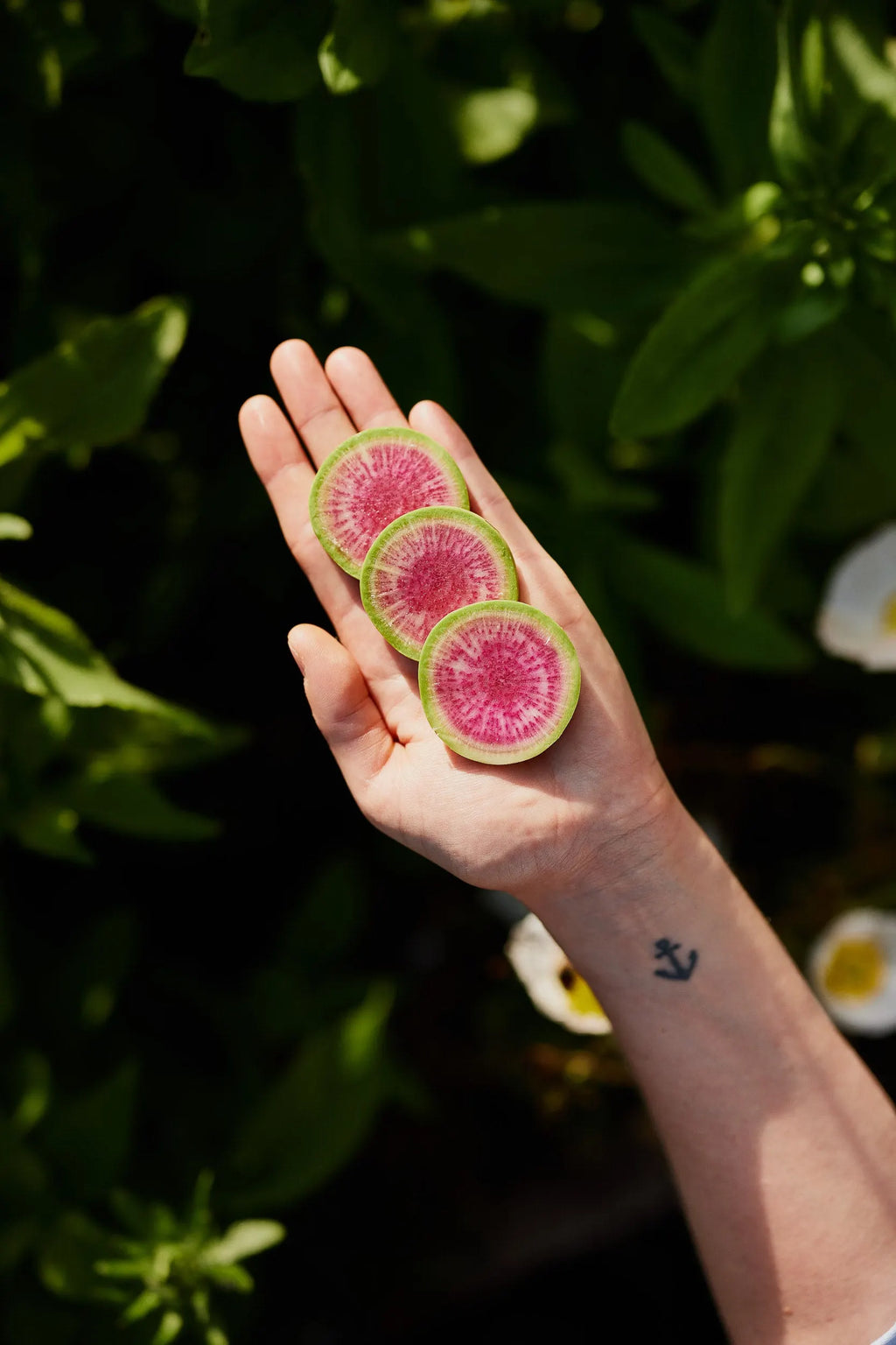 🥕Radish Watermelon Vegetable