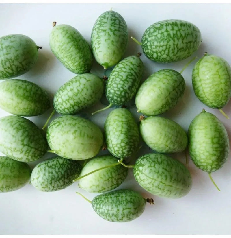 🍉Rare Organic Thumb Watermelon Seeds