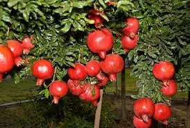 Four Fresh Red Fruit MIxed Seeds