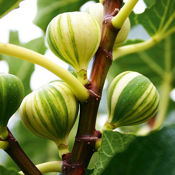 🌈Rainbow Figs (BNR Figs) – Pretty And Delicious