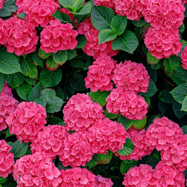 🔥 Limited Edition! Red. White & Blue Hydrangeas for America's 250th 🇺🇸