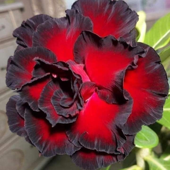 🎁Desert Rose Bulbs🌵Super easy care! 🌸 Adenium Obesum Bulbs