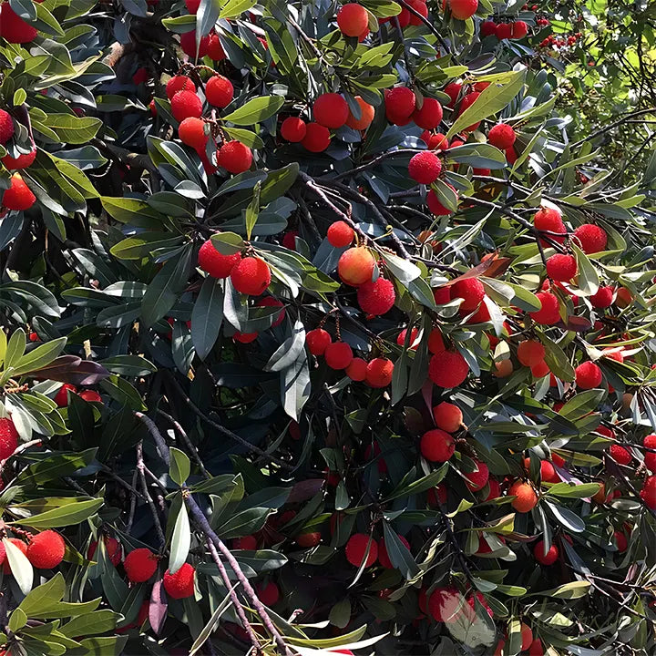 Himalayan Crystal White Bayberry Seeds