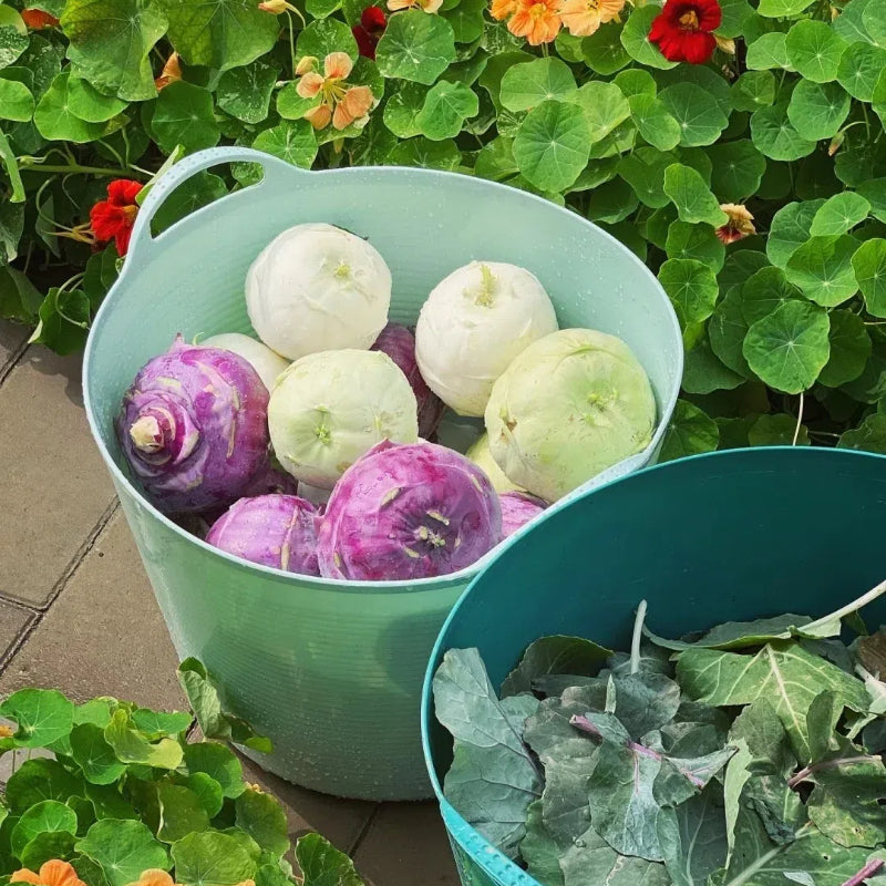 Purple Kohlrabi Seeds (Organic)