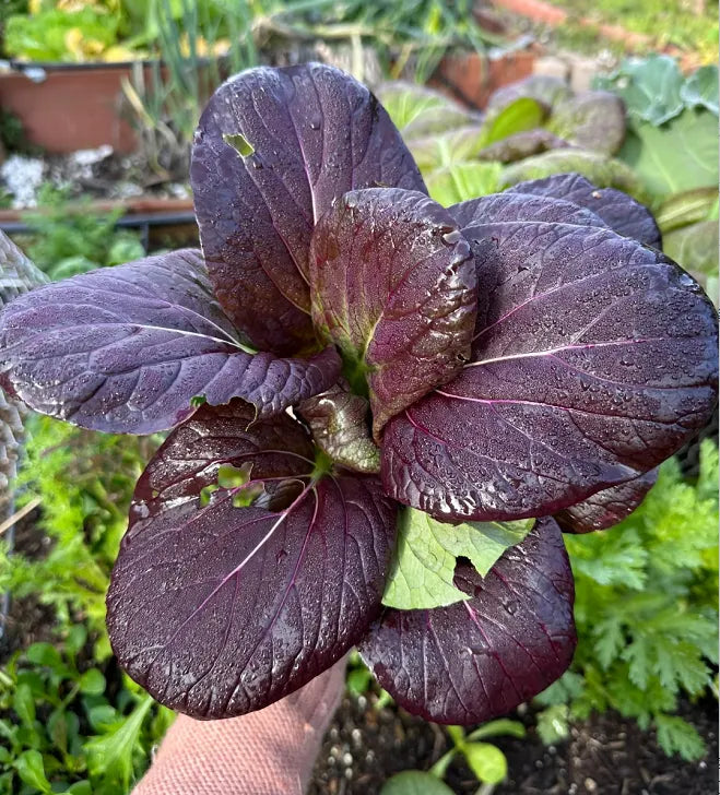 Purple Leaf Rape Seeds