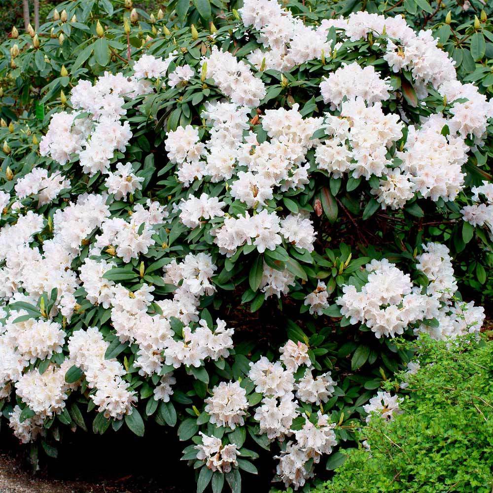 Stunning Azaleas – Red. Pink. White & Dreamy Mixed Colors | Four-Season Garden Delight