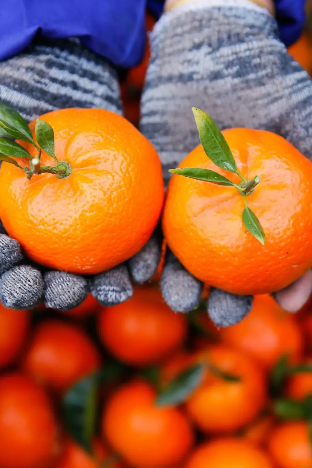 🍊Red Tangerine Seeds-Sweet. Juicy. Abundant Harvests