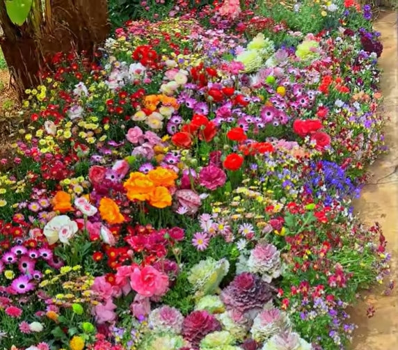 🔥Last day clearance💝Premium Cold-Hardy Mixed Perennial Flower Seeds - Selected 40+ Fall Planting Mix