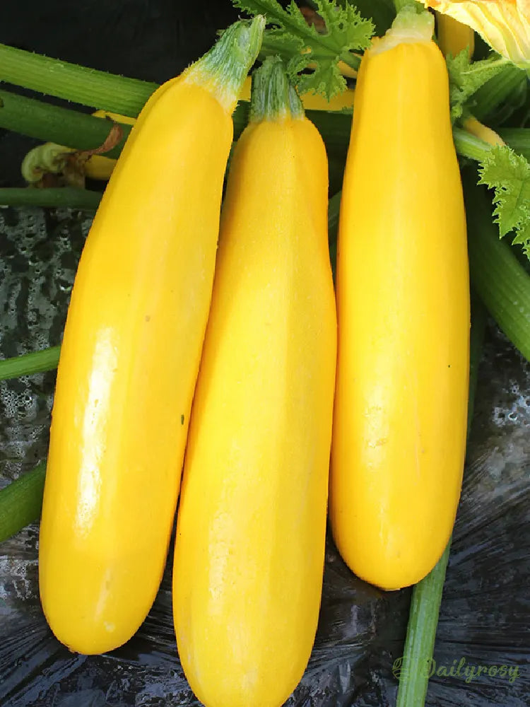 Banana Zucchini - Golden Zucchini🌿Can be planted in all seasons