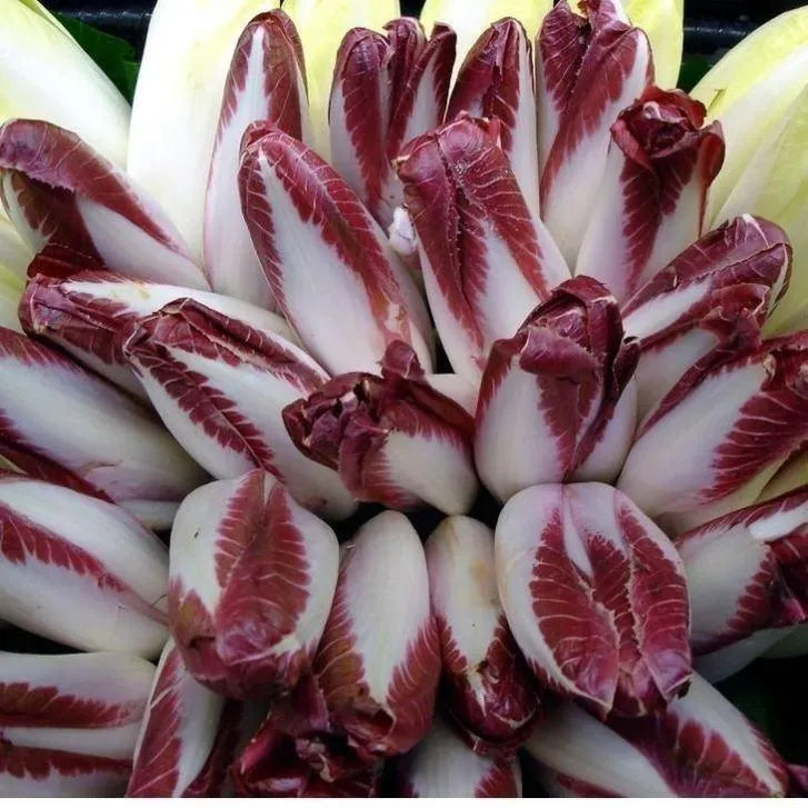 Golden Magnolia Seeds—The Prince of European Vegetables