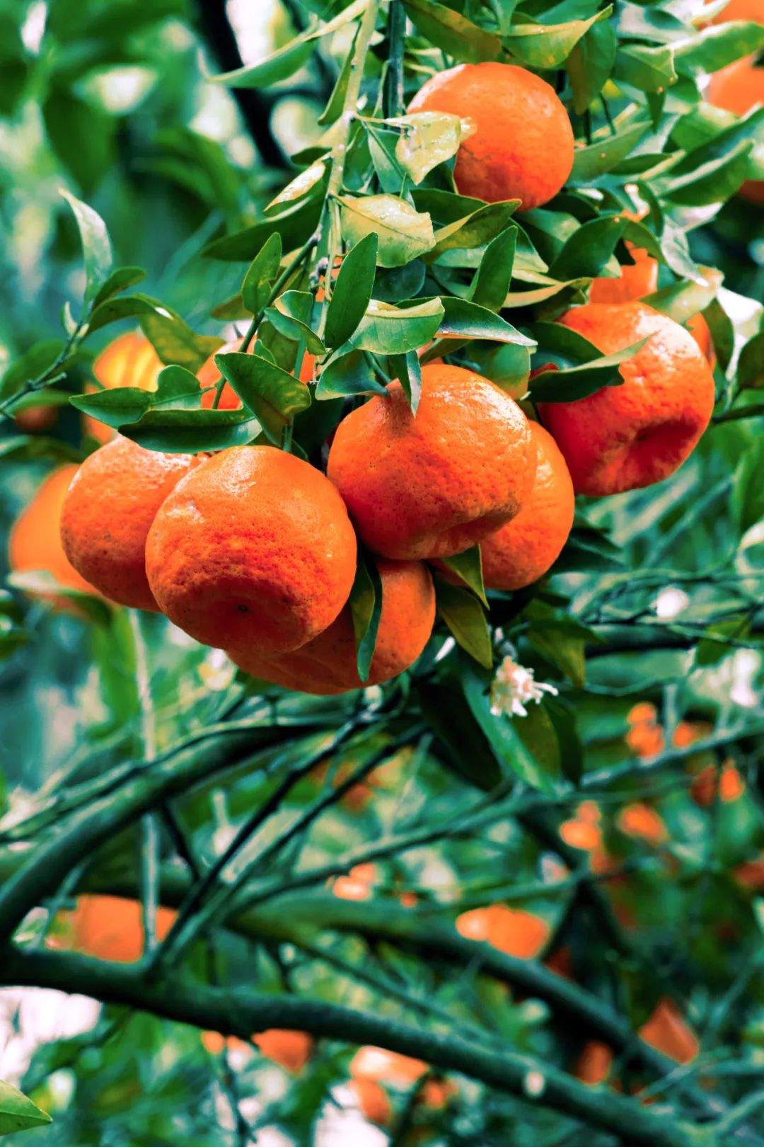 🍊Red Tangerine Seeds-Sweet. Juicy. Abundant Harvests