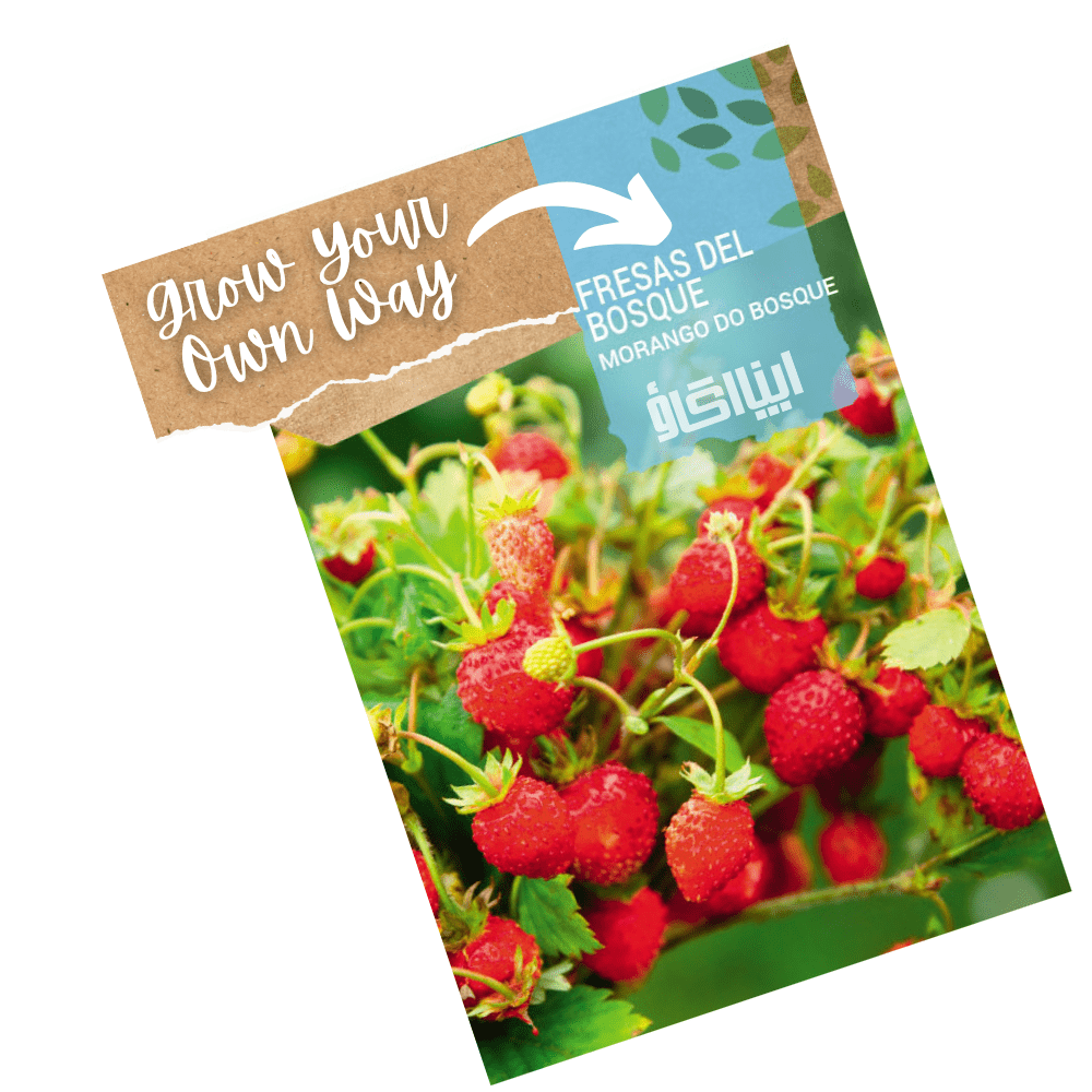 Wild Strawberry Plant Seeds – Sweet Alpine Variety