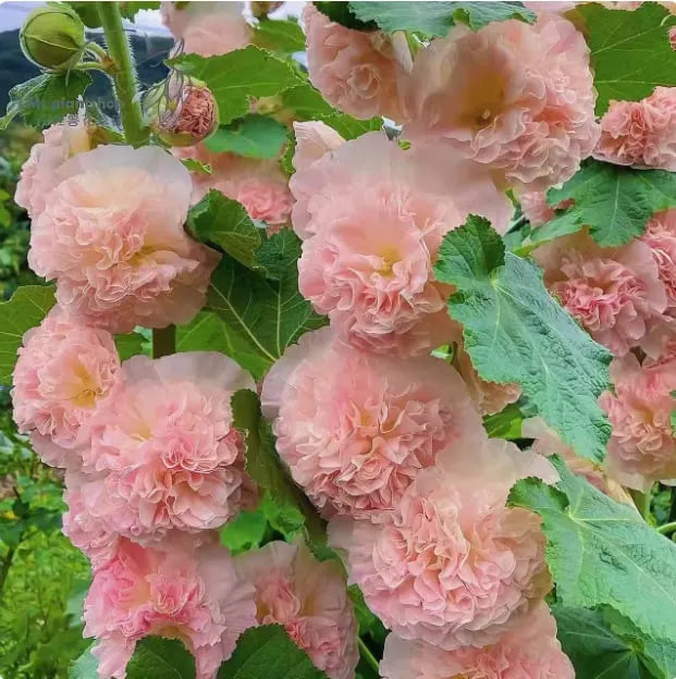 🏆 50K+ SOLD!🌺Double Hollyhock Seeds – Fall & Winter Planting. Perennial Blooms & Stunning Garden Elegance 🍂