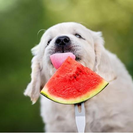 🔥⏰Last Day 70%OFF - 🍉Lazy Man's Watermelon Seeds